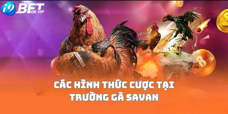 Tìm hiểu về các hình thức cá cược tại trường gà Savan hôm nay