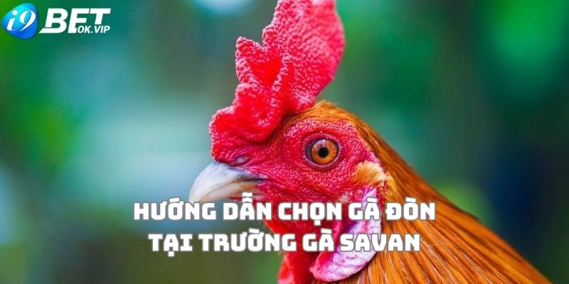 Hướng dẫn chọn gà đòn khi chơi tại trường gà Savan ở đâu?