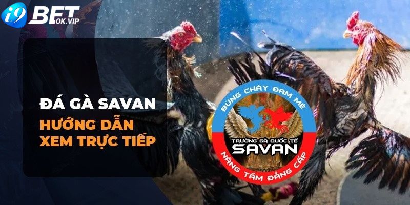 Hướng dẫn cách xem trường gà Savan trực tiếp hôm nay