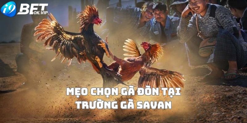 Mẹo chọn gà đòn khi chơi tại trường gà Savan trực tiếp hôm nay