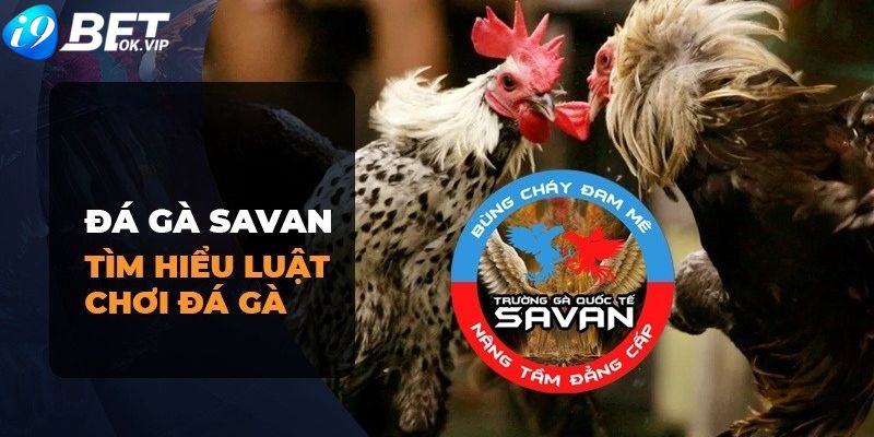 Quy tắc và luật chơi cơ bản tại đấu trường gà Savan 