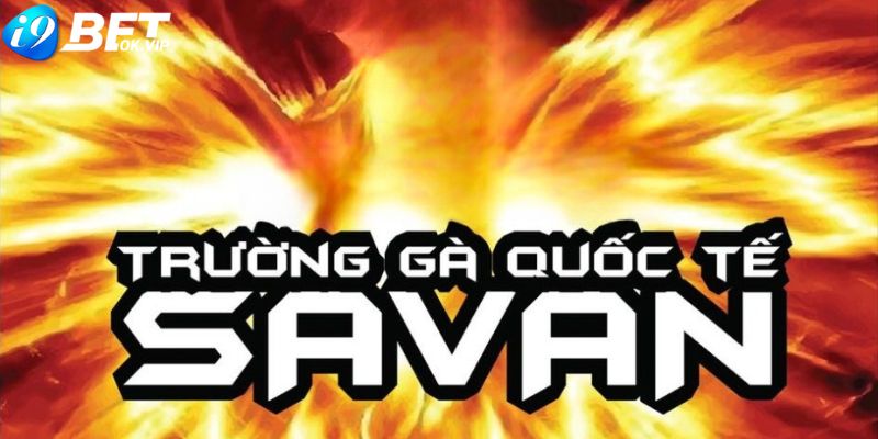 Trường gà Savan