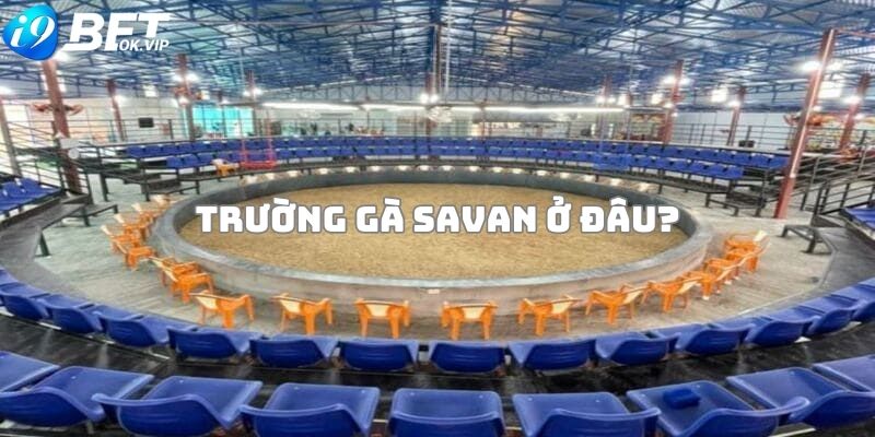 Trường gà Savan ở đâu