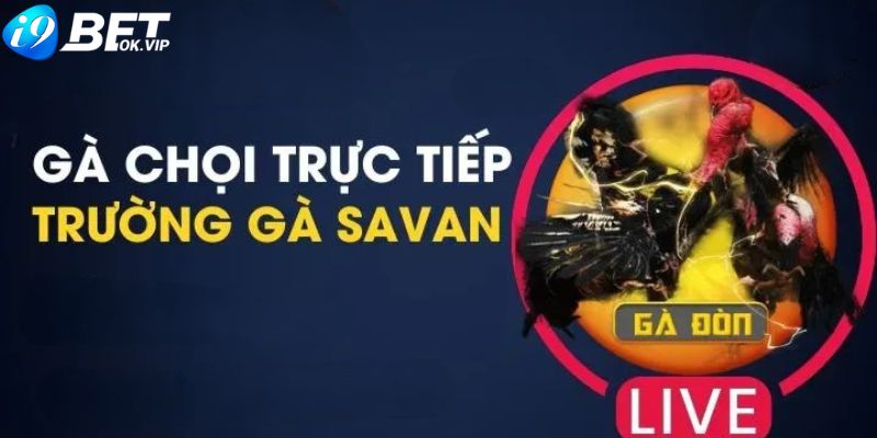 Trường gà Savan trực tiếp hôm nay