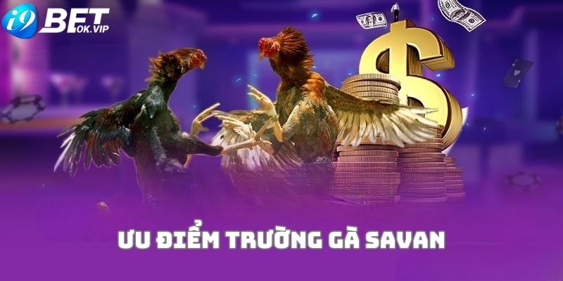 Tại sao trường gà Savan lại được nhiều người lựa chọn?