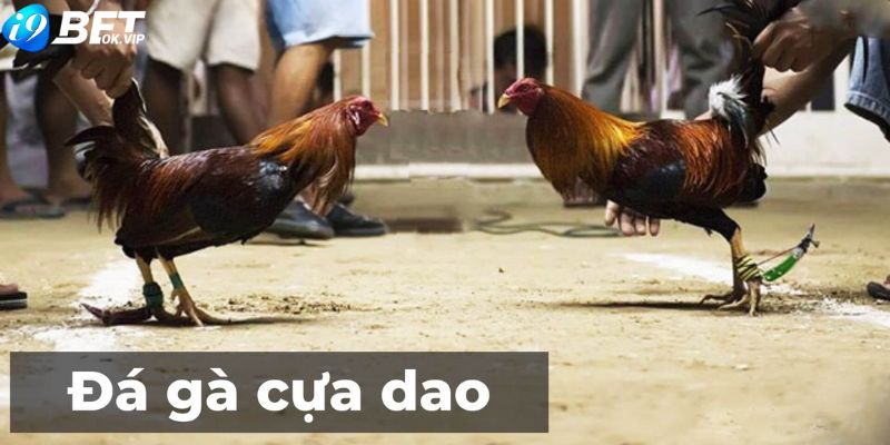 Hình thức đá gà cựa dao