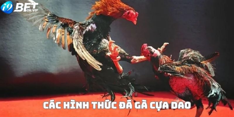 Các hình thức đá gà cựa dao hiện nay