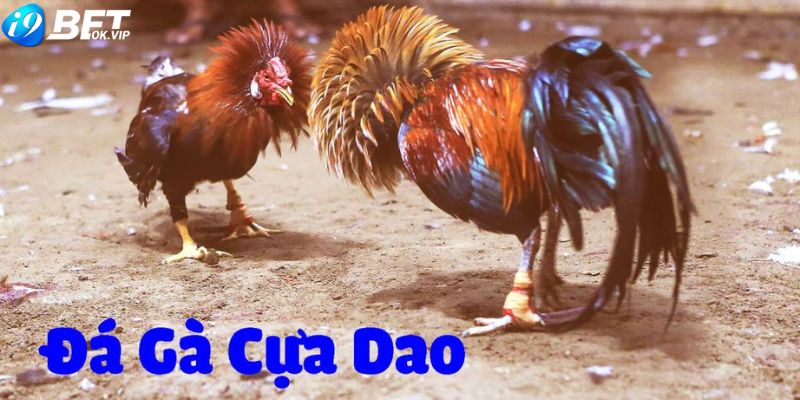 Đá gà cựa dao