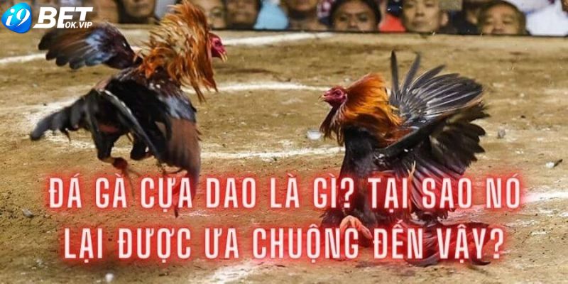 Giới thiệu về hình thức đá gà cựa dao