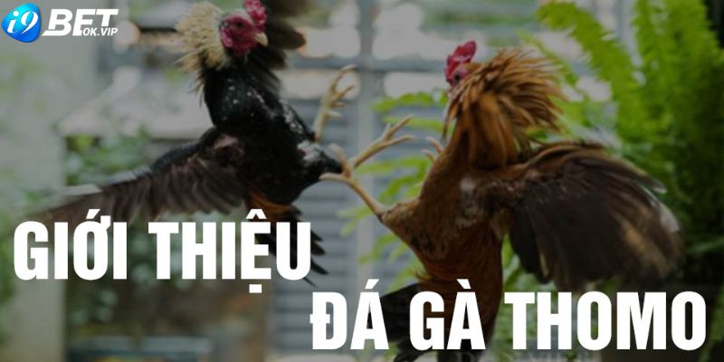 Tìm hiểu về đá gà Thomo