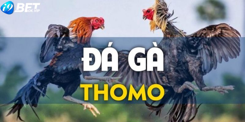 Loại hình đá gà Thomo