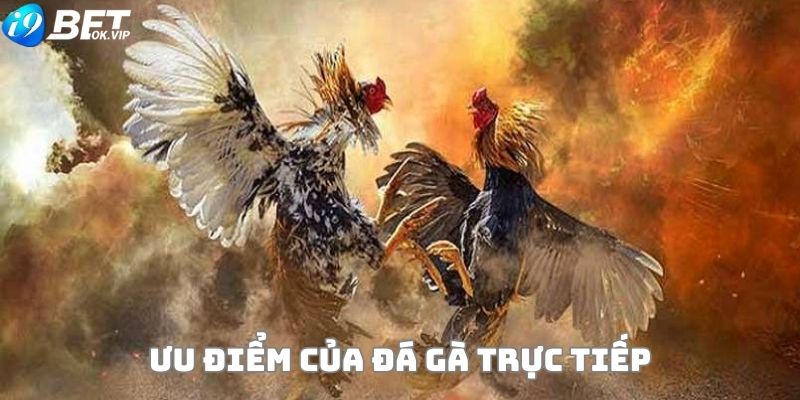 Ưu điểm của đá gà trực tiếp